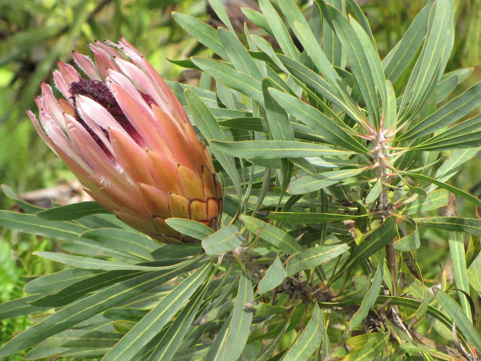 Oleanderleaf Protea (Protea Neriifolia) — When cultivating Oleanderleaf Proteas