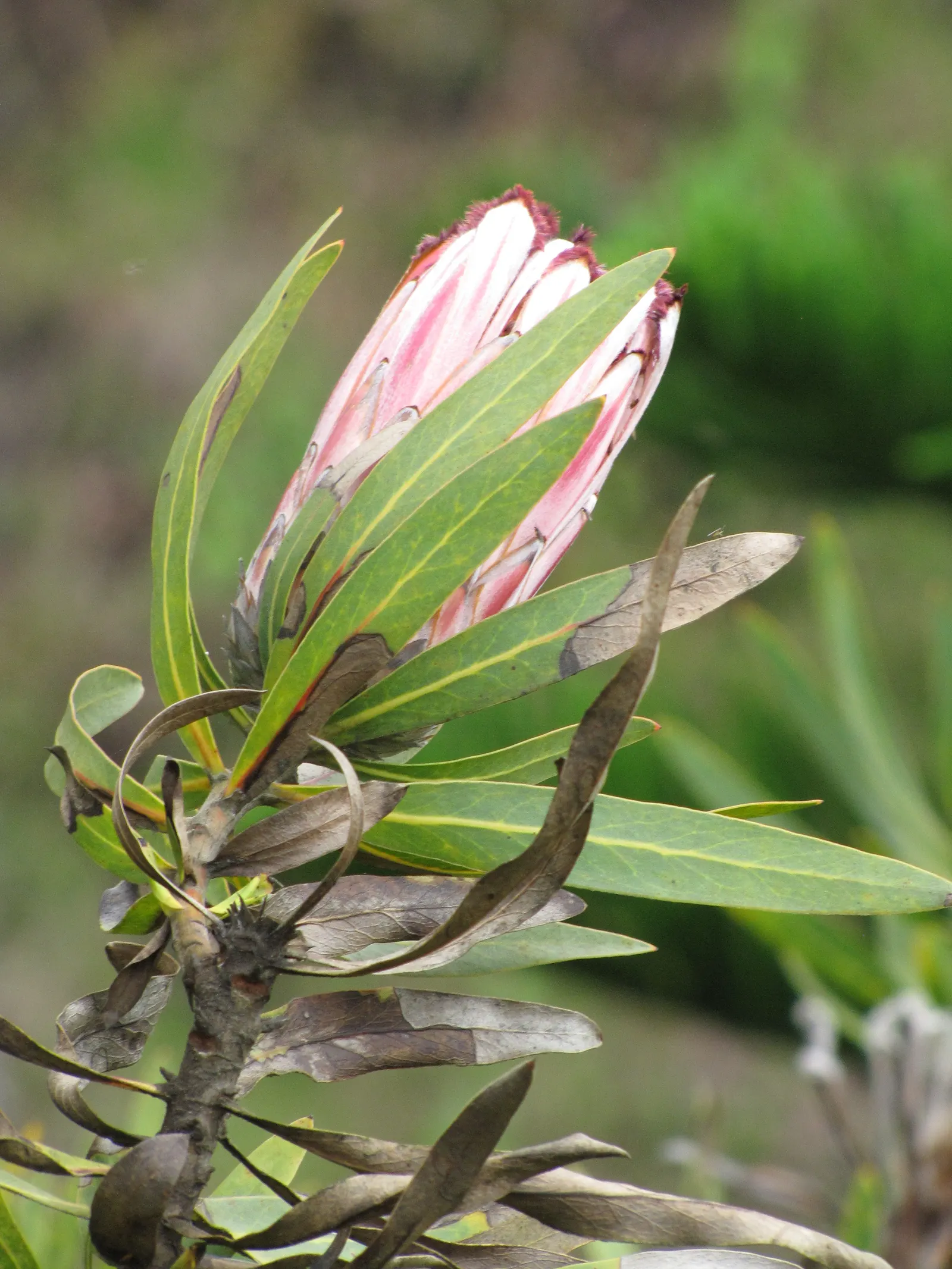 Oleanderleaf Protea (Protea Neriifolia) — The true draw of Protea neriifolia, however, is its stunning flowers