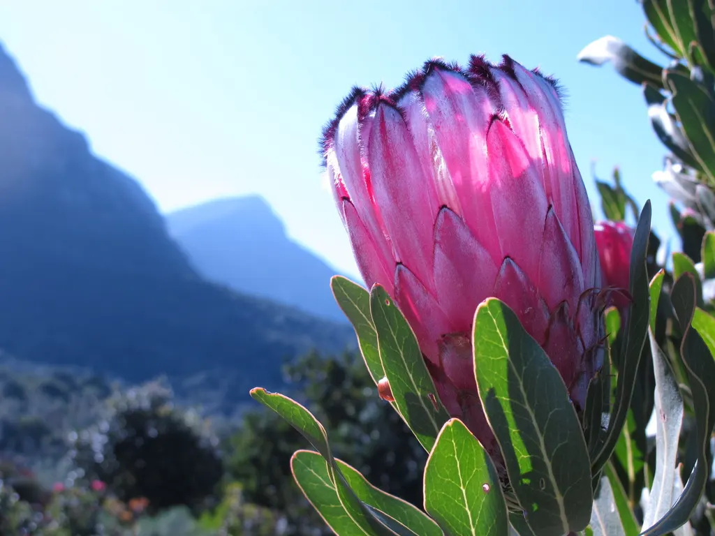 Oleanderleaf Protea (Protea Neriifolia) — is a captivating species that offers an exotic flair to any landscape design; using a low phosphorus variety as