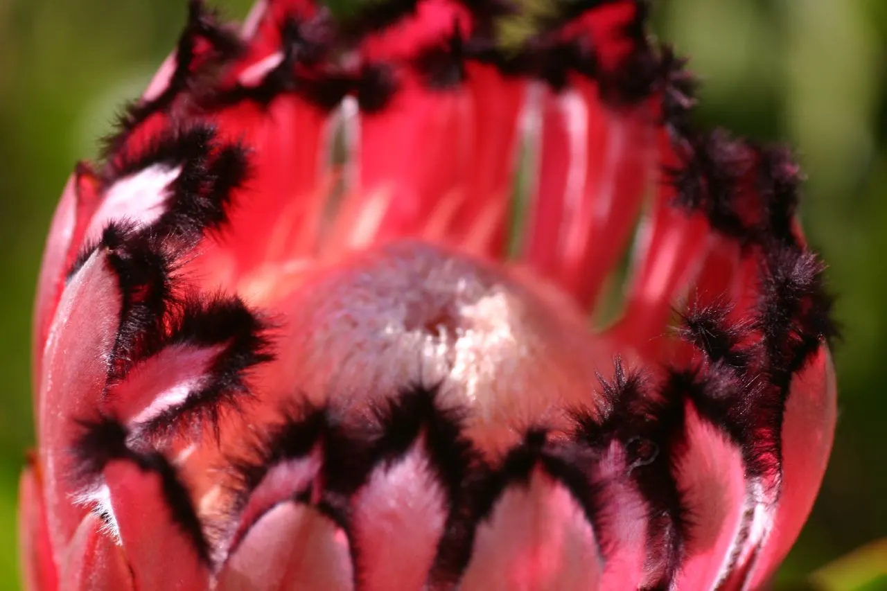 Oleanderleaf Protea (Protea Neriifolia) — It reaches up to 10 feet in height and spreads around 6 feet; when cultivating Oleanderleaf Proteas