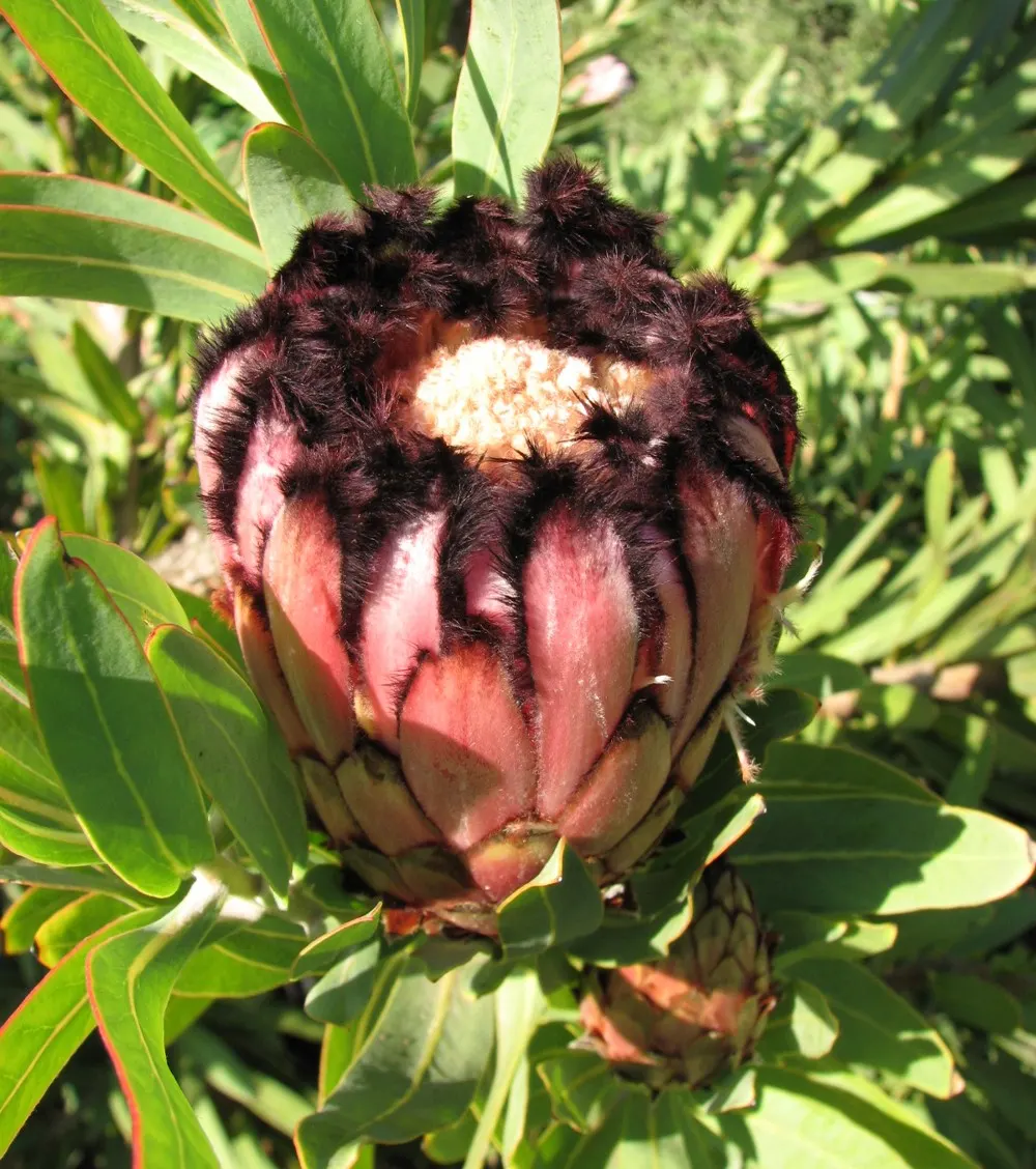 Oleanderleaf Protea (Protea Neriifolia) — pink flowers in the garden