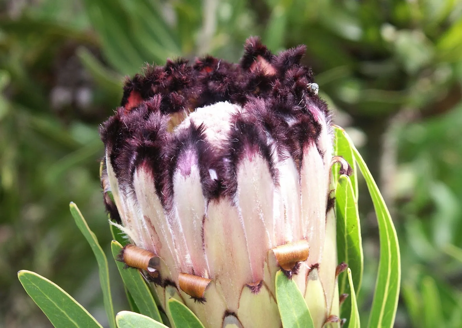 Oleanderleaf Protea (Protea Neriifolia) — It typically reaches a height and spread of 6 to 8 feet; and make for dramatic cut flowers in arrangements