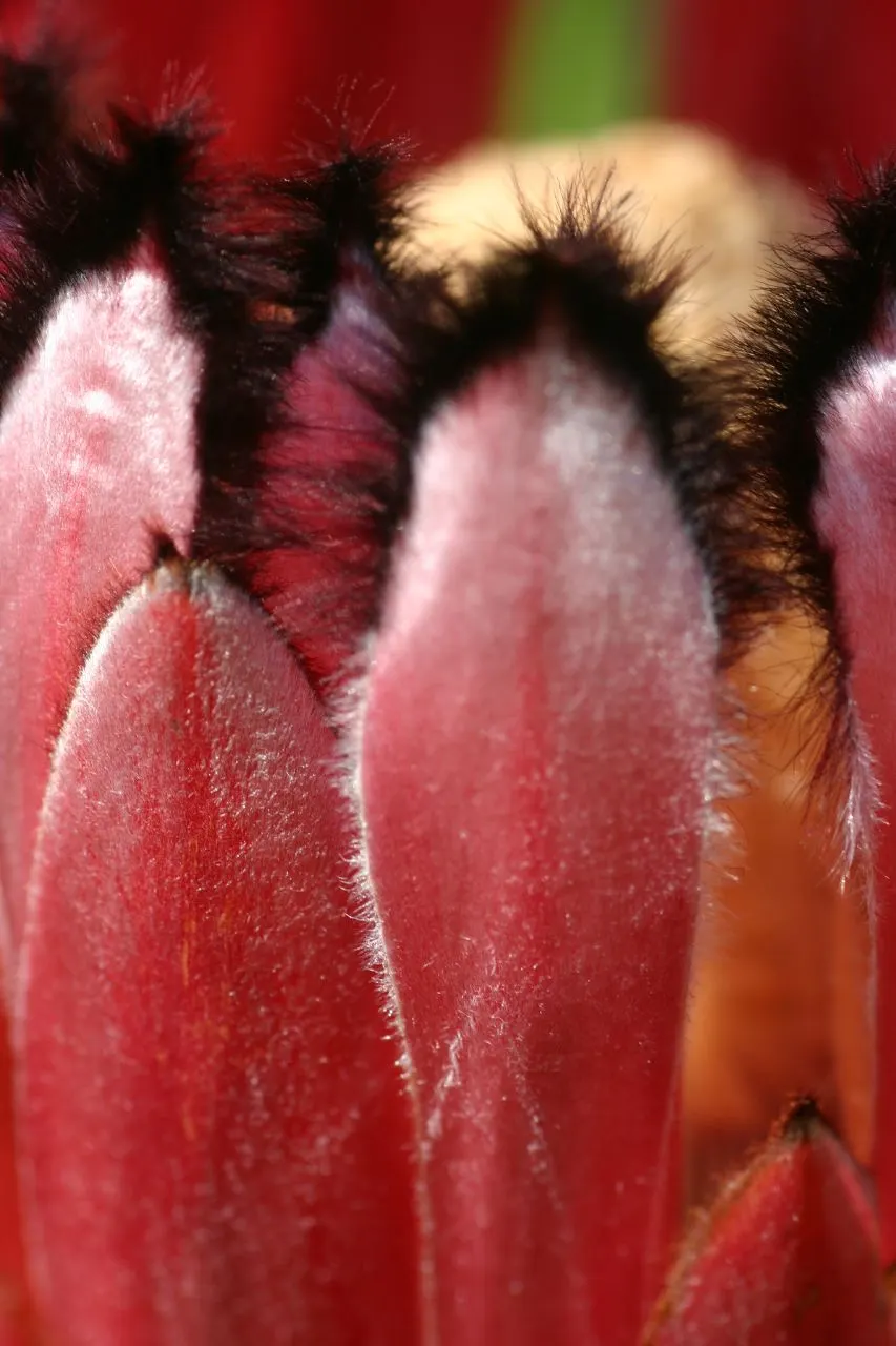 Oleanderleaf Protea (Protea Neriifolia) — fuzzy texture.<br><br>Blooming from late winter through spring; fertilizing should be carried out with caution