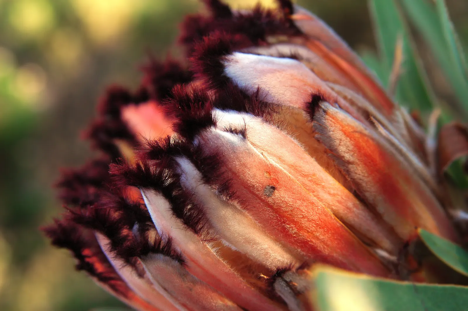 Oleanderleaf Protea (Protea Neriifolia) — fuzzy texture.<br><br>Blooming from late winter through spring