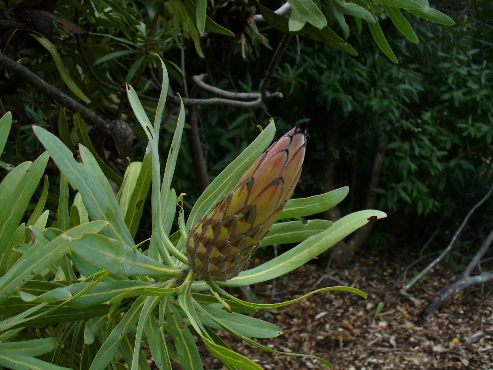 Oleanderleaf Protea (Protea Neriifolia) — cylindrical flower heads that blossom primarily in winter to spring; similar to that of an oleander