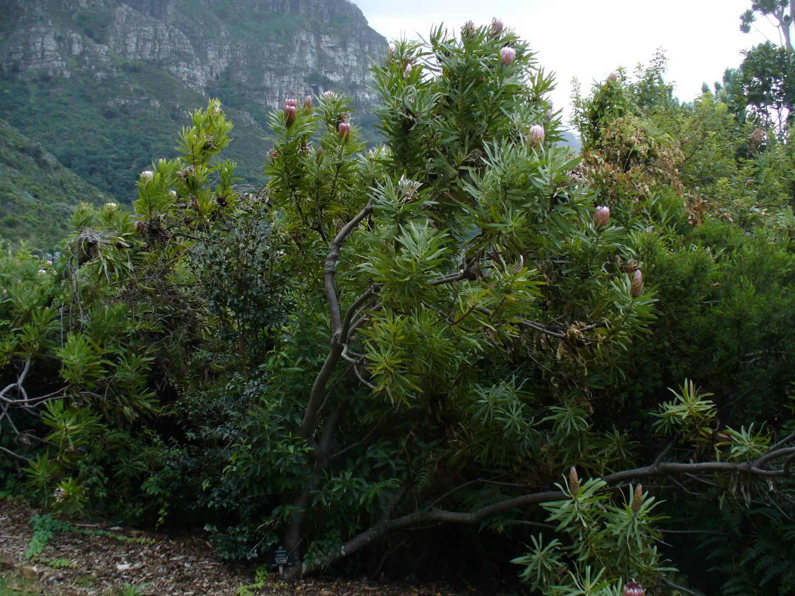 Oleanderleaf Protea (Protea Neriifolia) — this evergreen shrub thrives in USDA zones 9-11 and is well-suited to regions with a Mediterranean climate