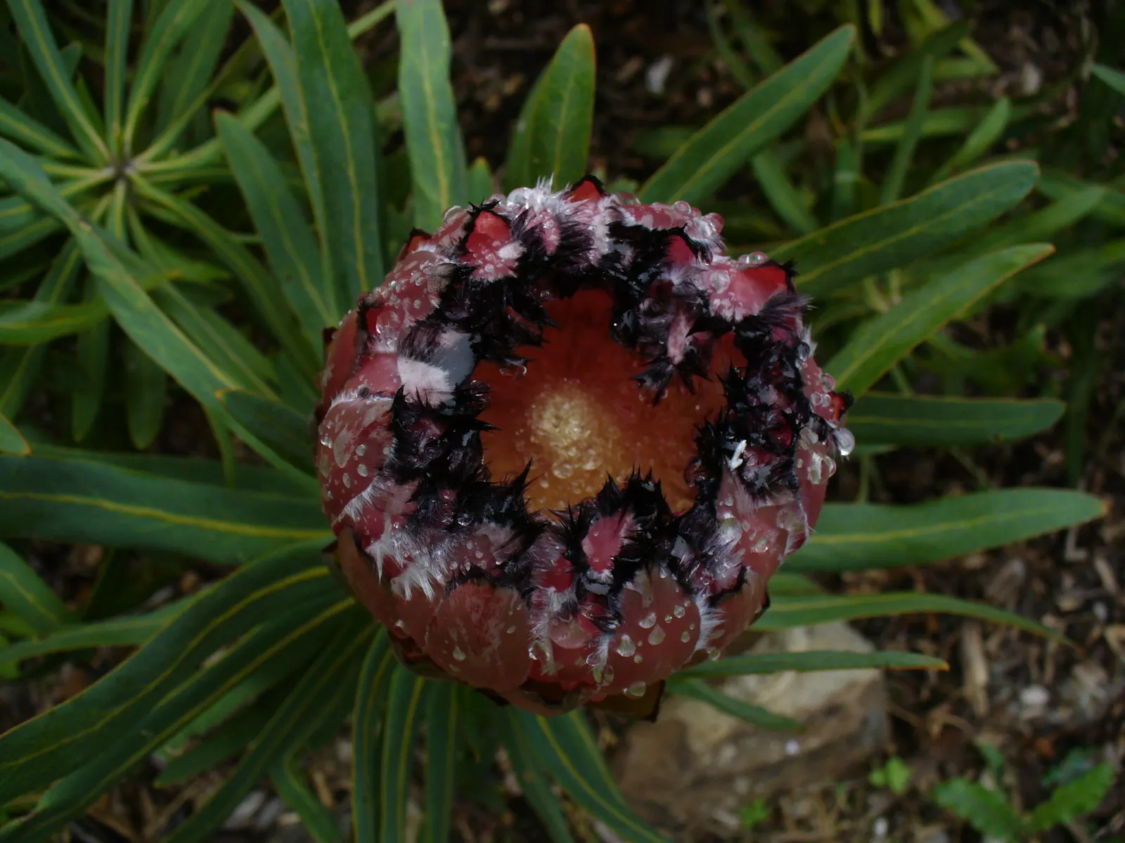 Oleanderleaf Protea (Protea Neriifolia) — Remember to protect these shrubs from strong winds and frost to maintain their impressive appearance