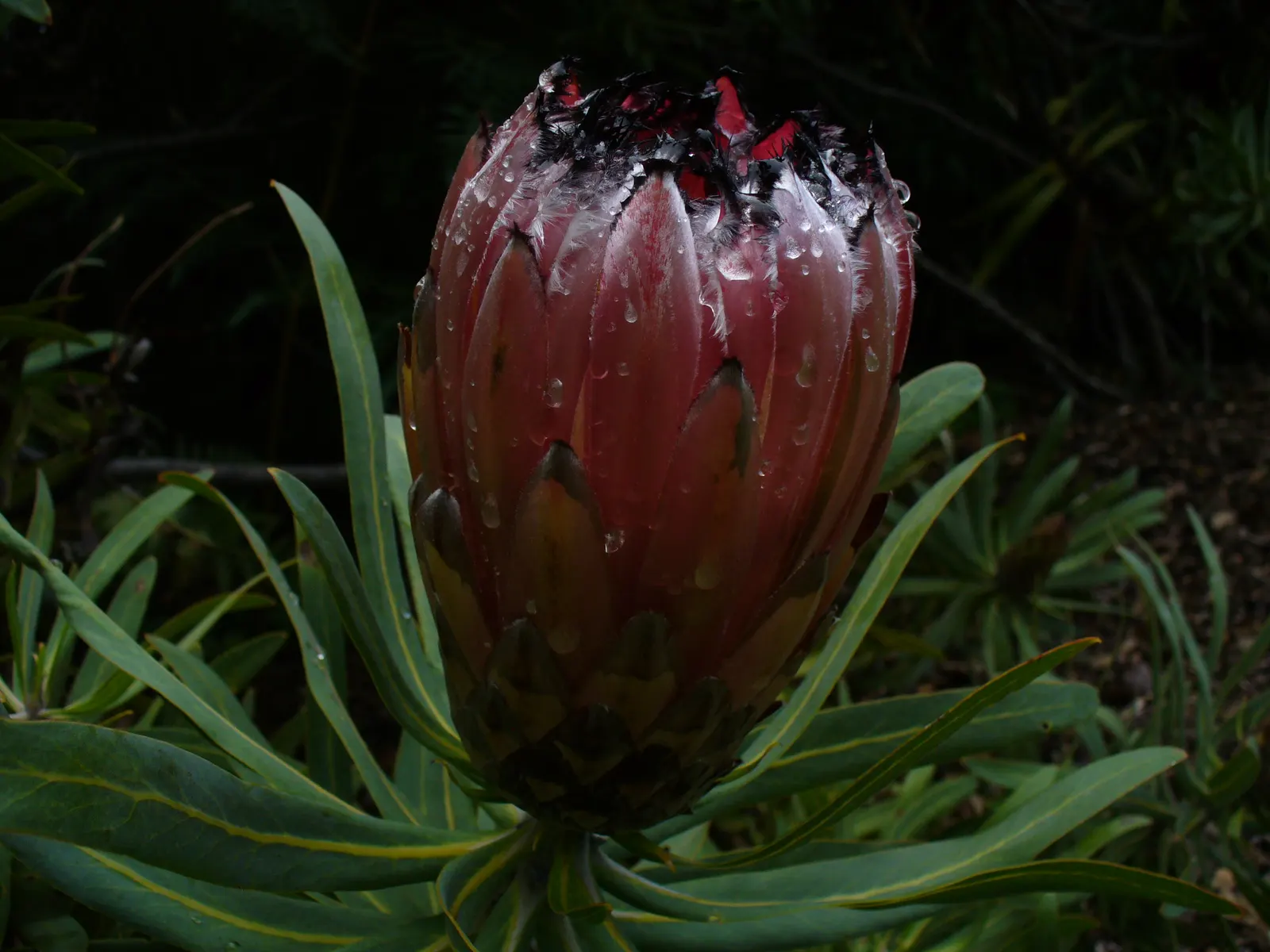 Oleanderleaf Protea (Protea Neriifolia) — and make for dramatic cut flowers in arrangements