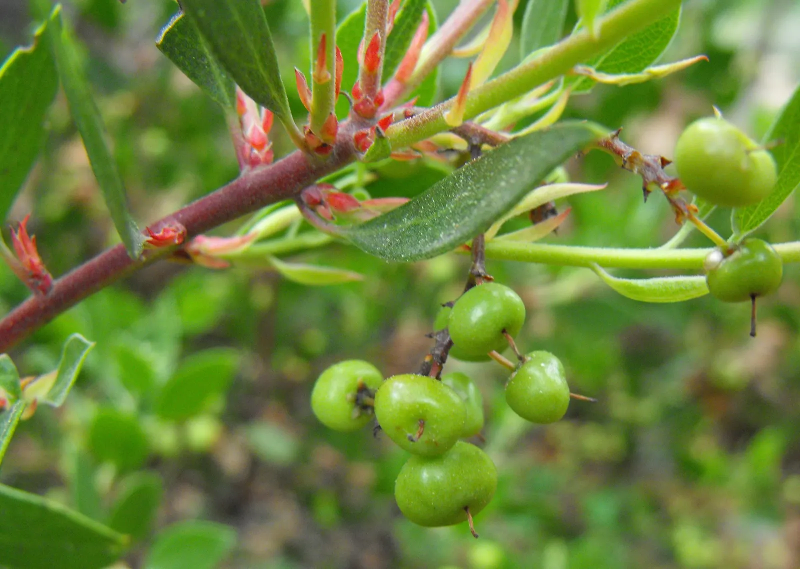Stanford's Manzanita (Arctostaphylos stanfordiana) — Stanford's Manzanita (Arctostaphylos stanfordiana) is an evergreen shrub native to California
