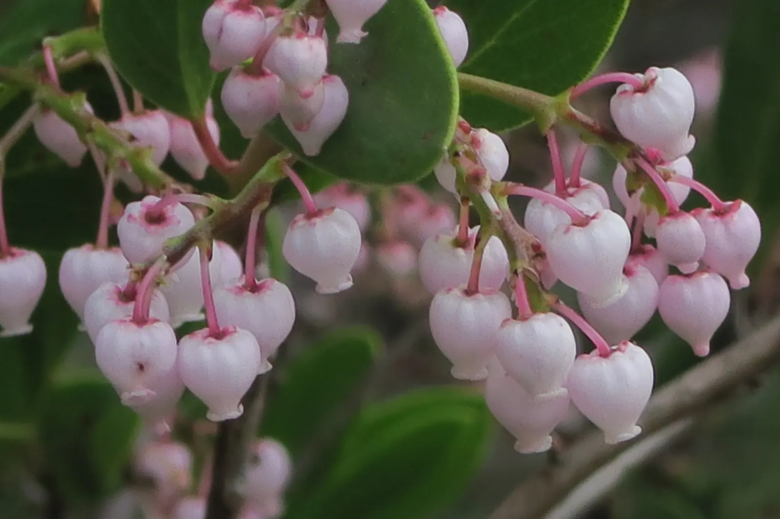 Stanford's Manzanita (Arctostaphylos stanfordiana) — It features sculptural branches with a rich, reddish-brown bark and a dense canopy of small, leathery