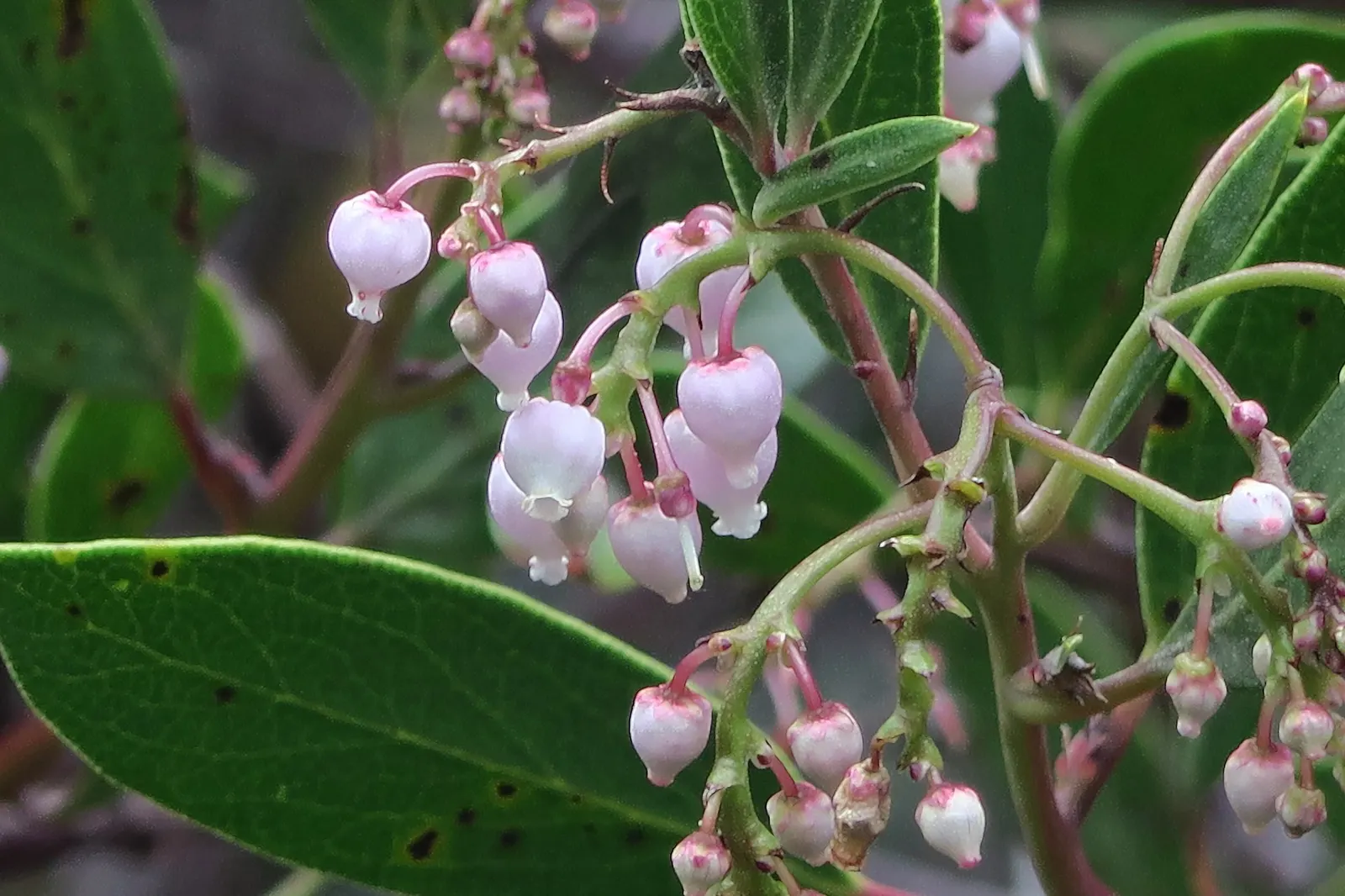 Stanford's Manzanita (Arctostaphylos stanfordiana) — thriving in hardiness zones 7-9