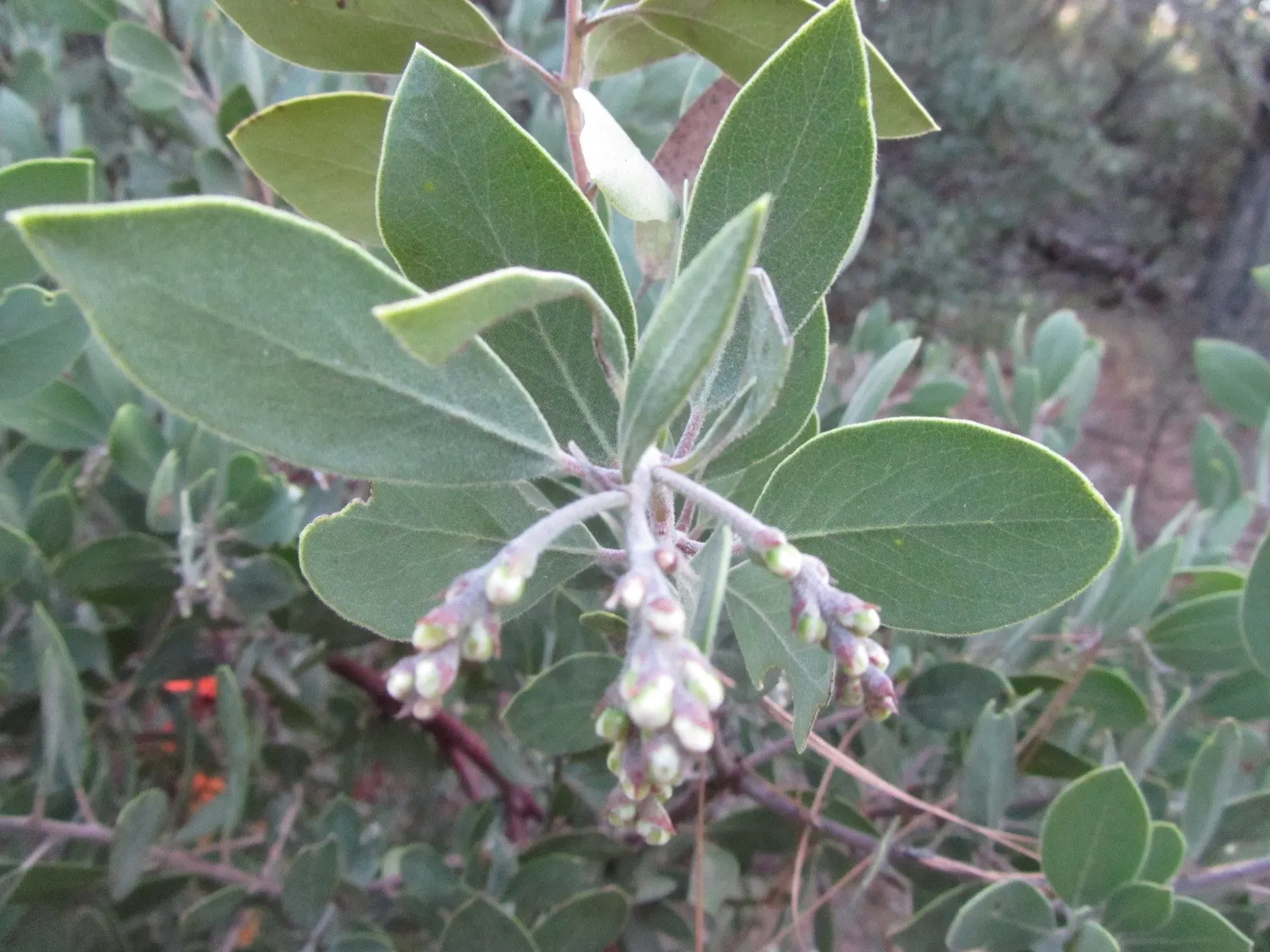 Stanford's Manzanita (Arctostaphylos stanfordiana) — In late winter and early spring