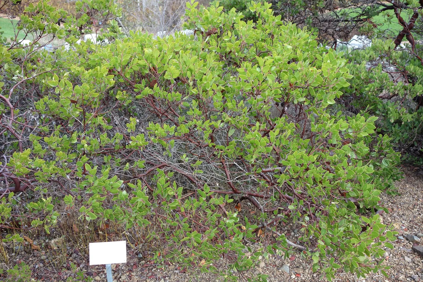 Stanford's Manzanita (Arctostaphylos stanfordiana) — it bursts into bloom with delicate pink-tinged