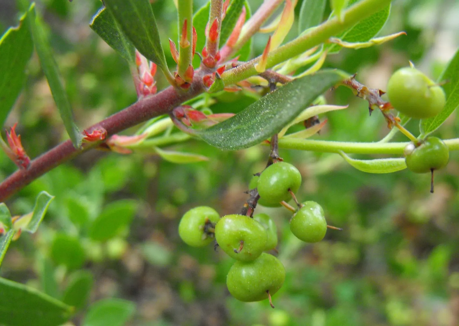 Stanford's Manzanita (Arctostaphylos stanfordiana) — Requiring minimal water, it suits xeriscapes, growing 2-6 feet tall and wide
