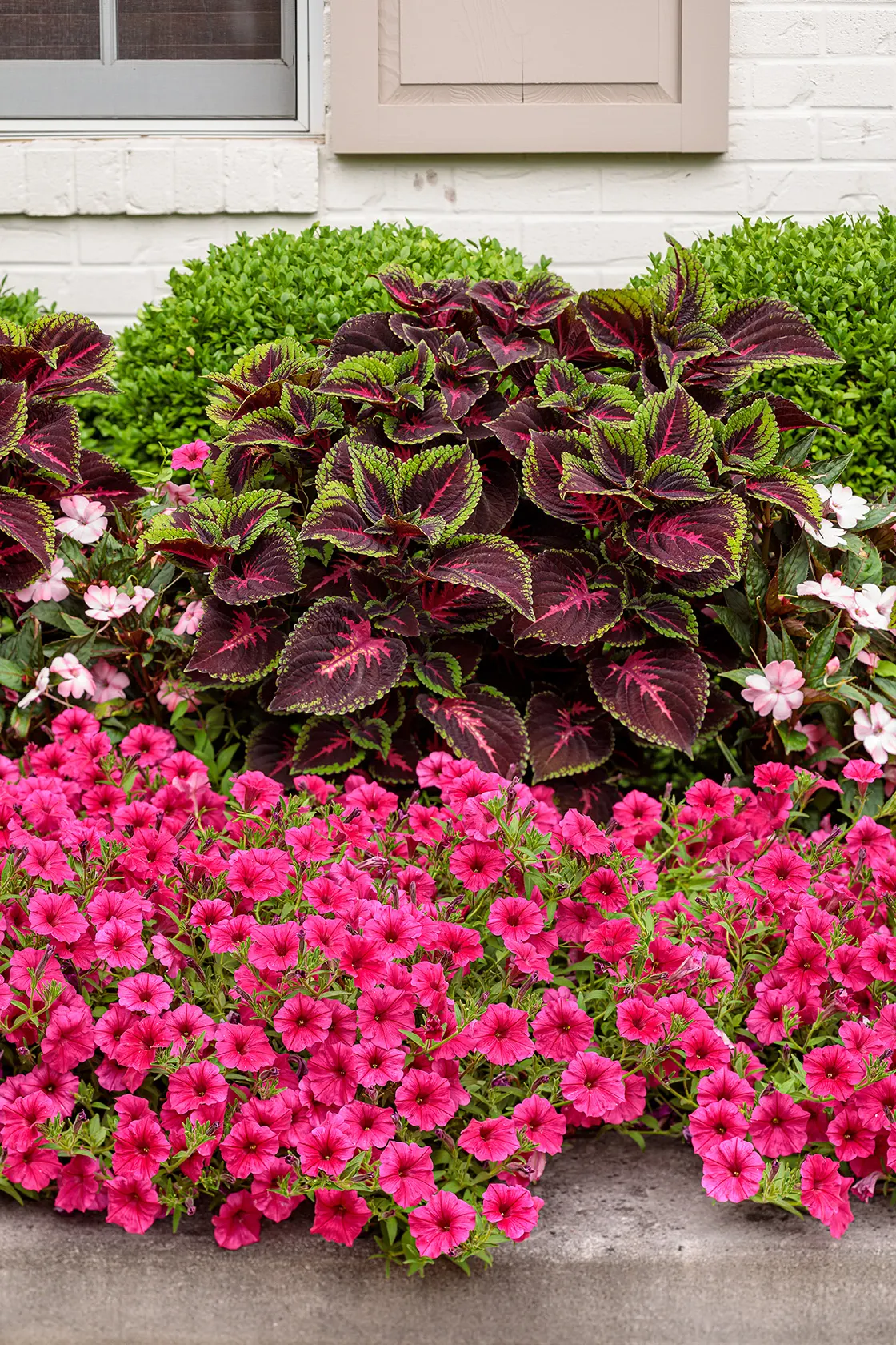 Paradise Petunia — where strong light supports dense branching and prolific flowering; well-drained soil and average water