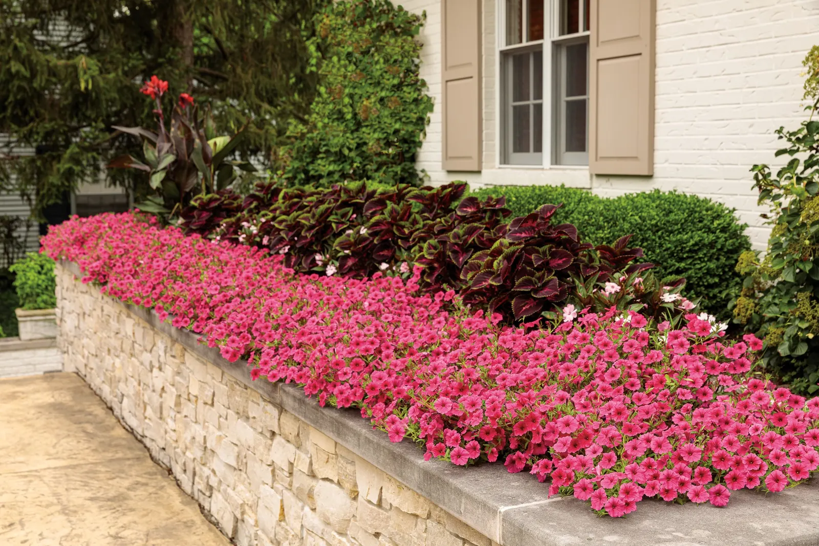 Torchlight® Coleus (Coleus scutellarioides) — The Coleus scutellarioides is a vibrant annual foliage plant