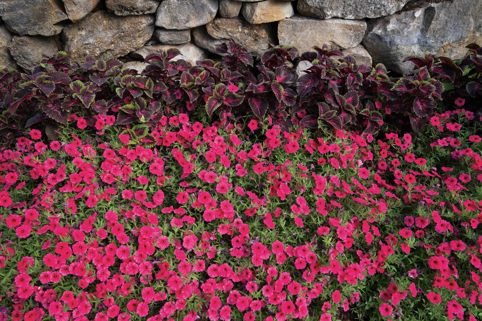 Paradise Petunia — and is most often used as a high-performance annual elsewhere
