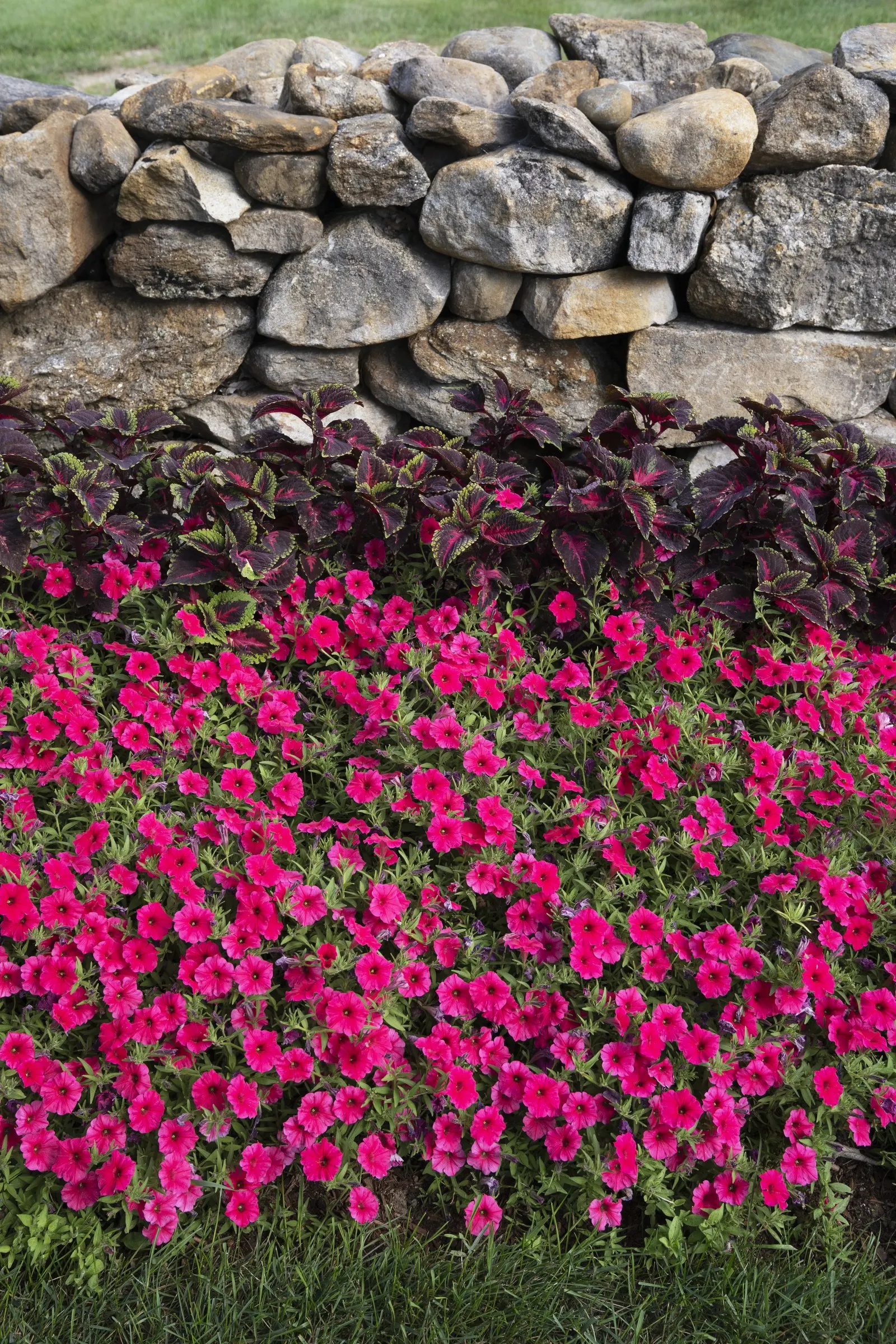 Paradise Petunia — flowing color statement is needed: large patio containers