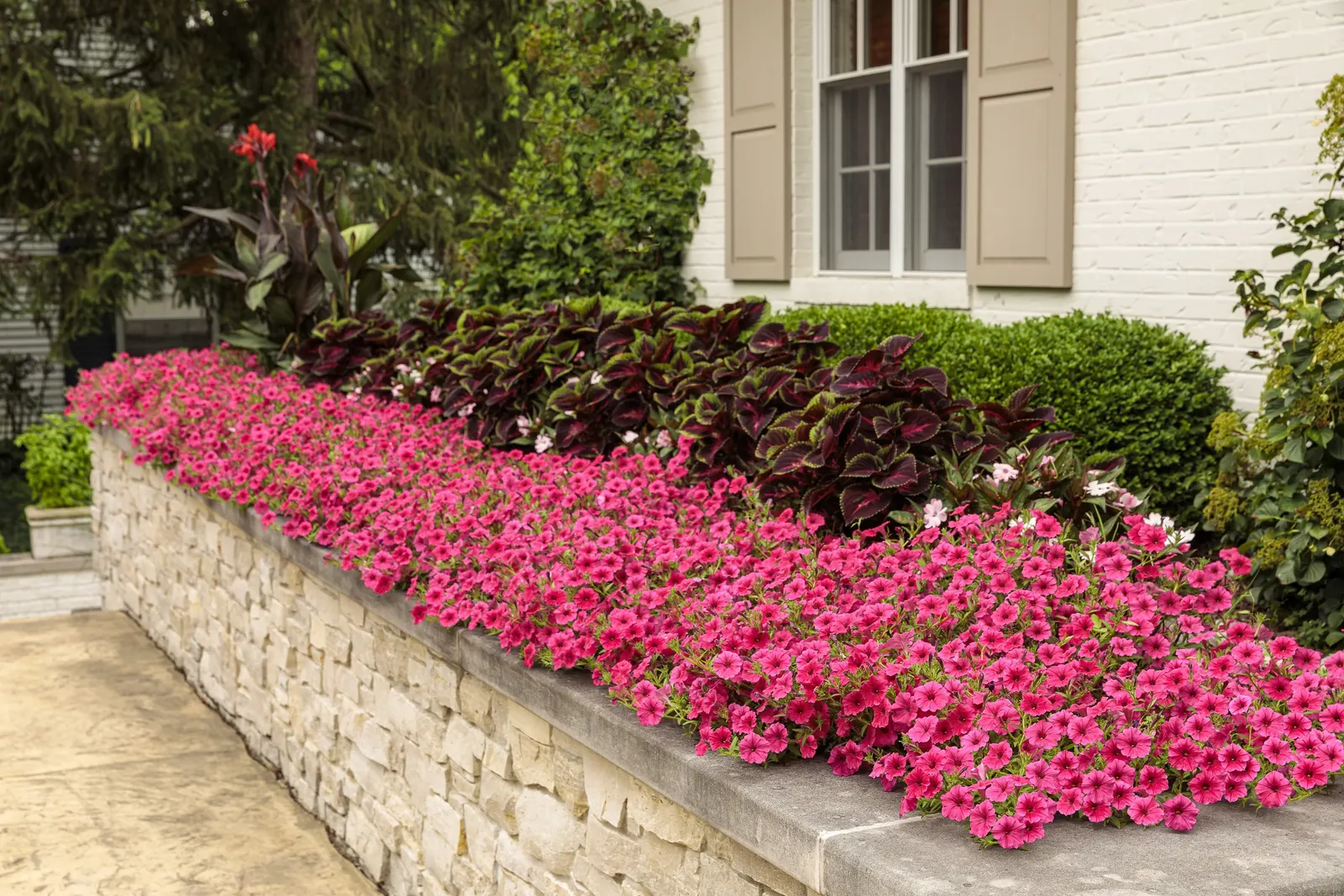 Paradise Petunia — with generous trailing growth that can spill dramatically over container edges; and is most often used as a high-performance annual elsewhere