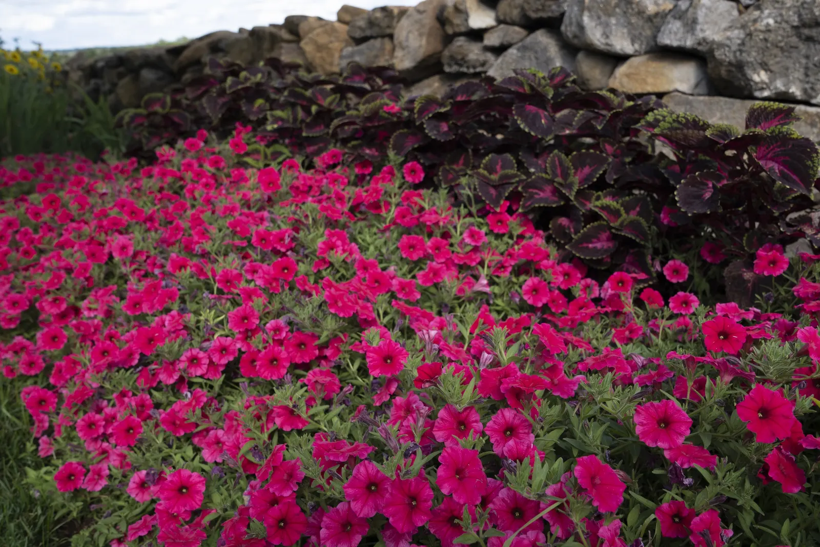 Paradise Petunia — well-drained soil and average water