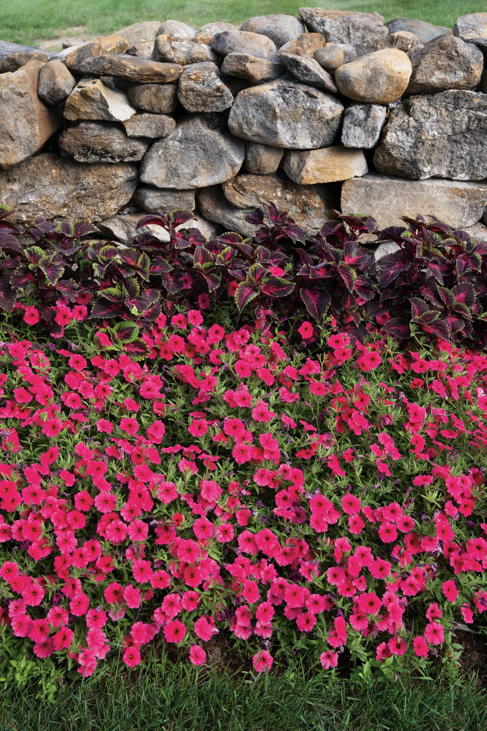 Paradise Petunia — where strong light supports dense branching and prolific flowering