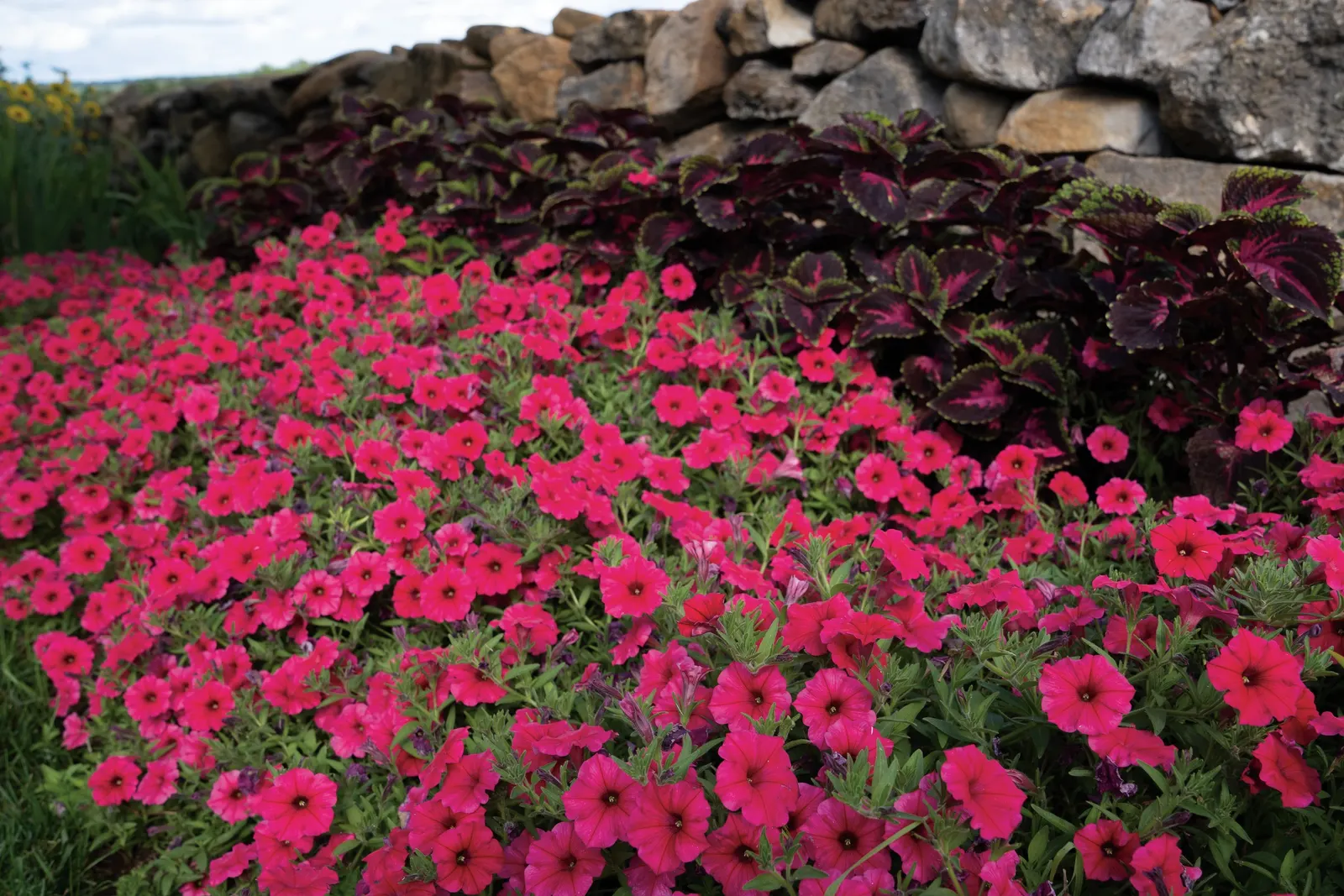 Paradise Petunia — It reaches 12-24 inches tall and spreads 24-36 inches wide