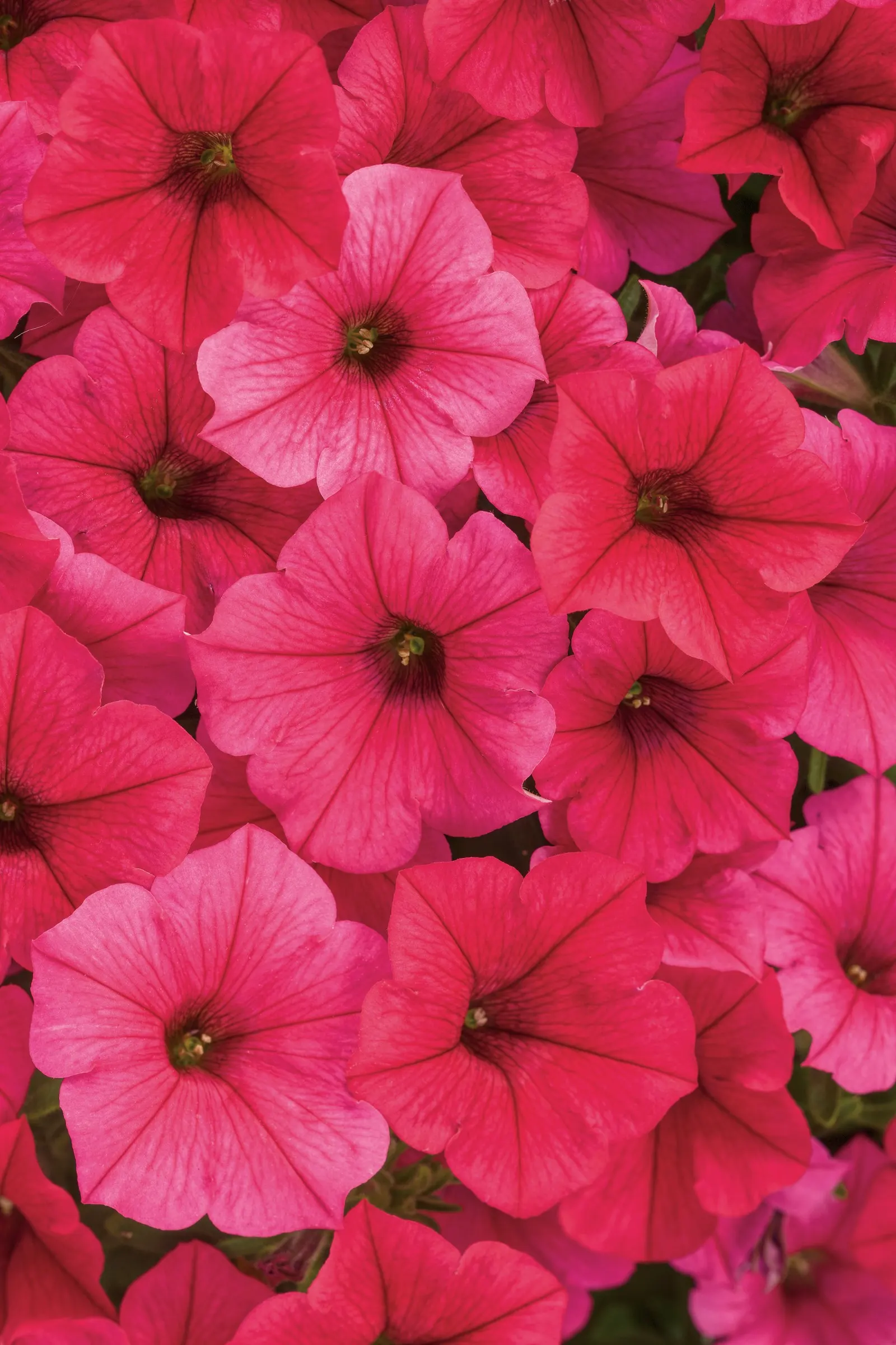 Paradise Petunia — Like other Supertunia selections; set against fresh green foliage