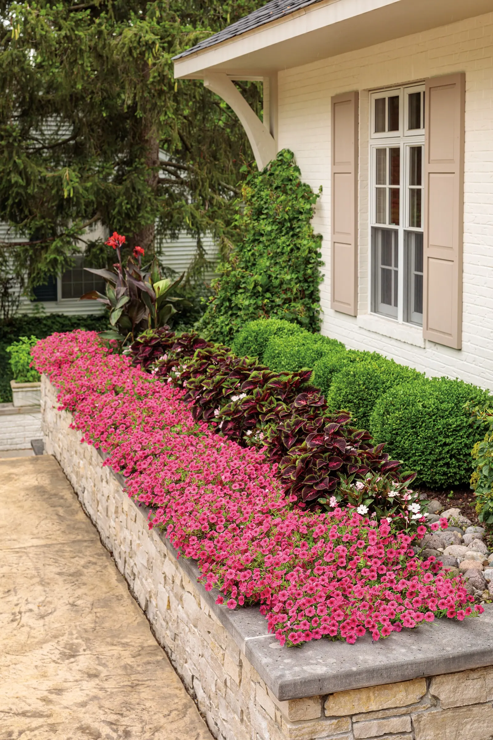 Paradise Petunia — reliable ribbon of color through the warm season.<br><br>In the landscape; commonly referred to as Paradise Petunia