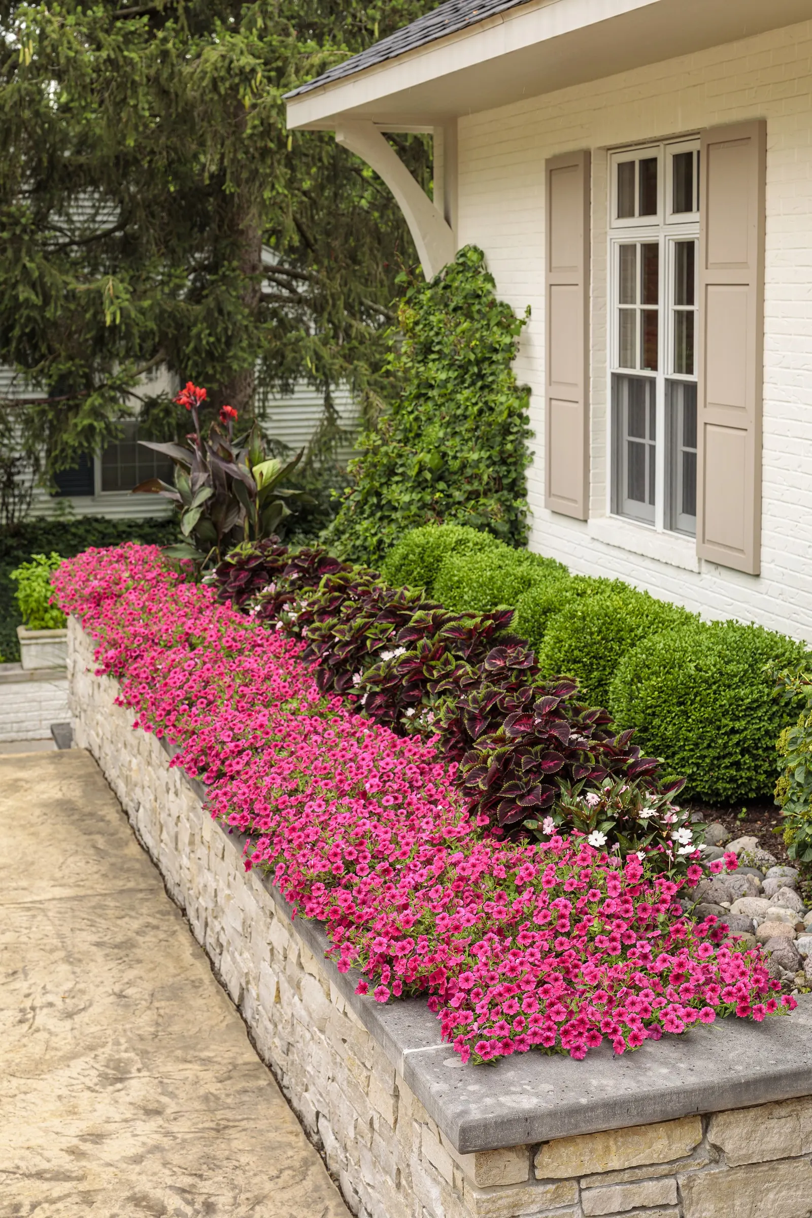 Paradise Petunia — Gardeners frequently note its ability to cover large pots and tall urns with cascading bloom; paradise Petunia matures to roughly 12 to 24