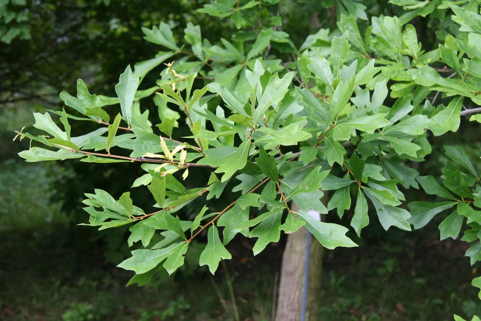Water Oak (Quercus Nigra) — reaching 50-80 feet high with a spread of 40-60 feet at maturity; scientific name Quercus nigra