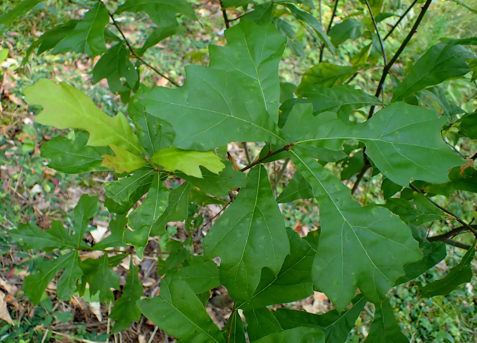 Water Oak (Quercus Nigra) — serve as a valuable food source for local wildlife