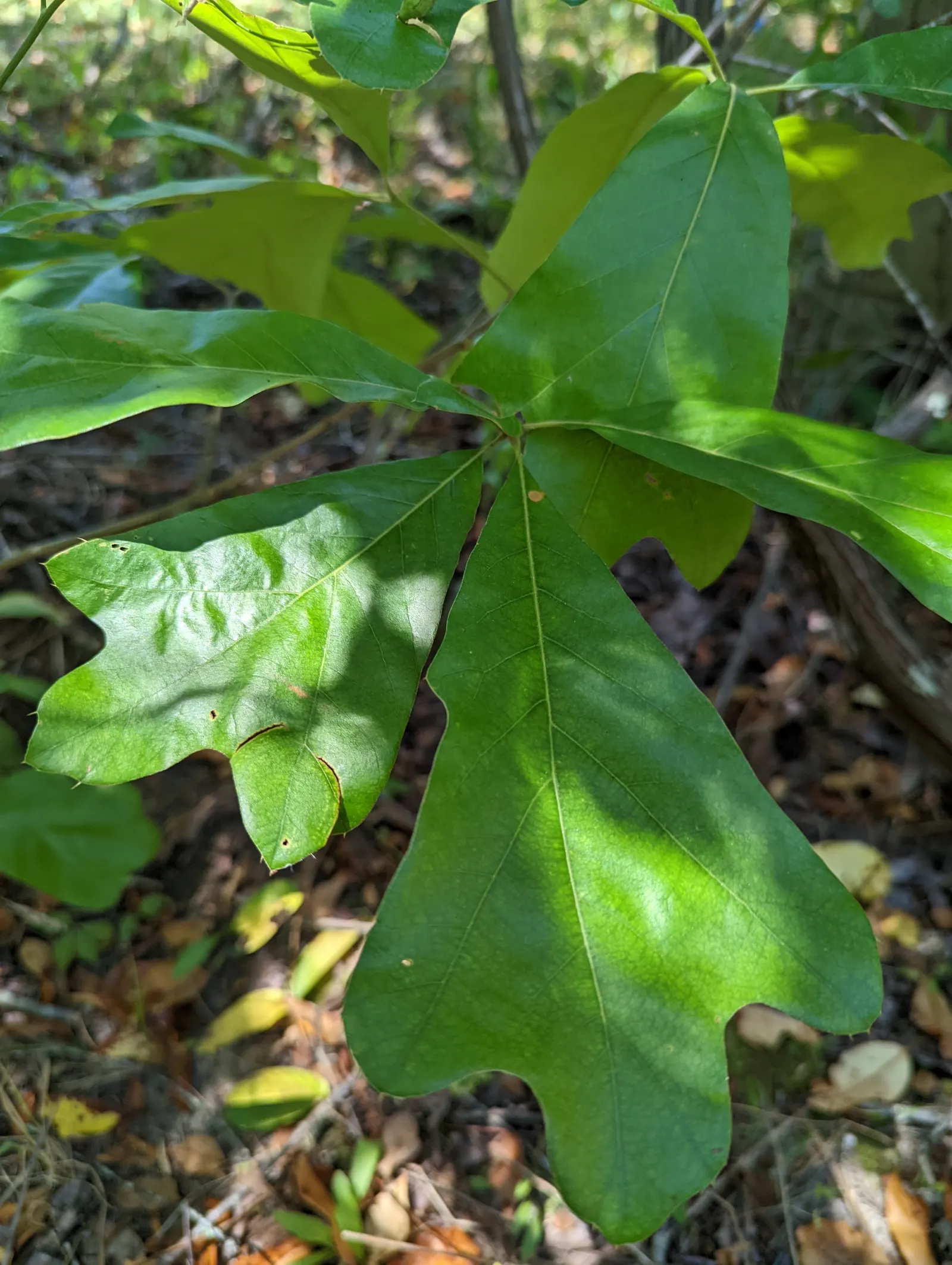 Water Oak (Quercus Nigra) — transition from a bright green to subtle yellow-brown in the fall before shedding