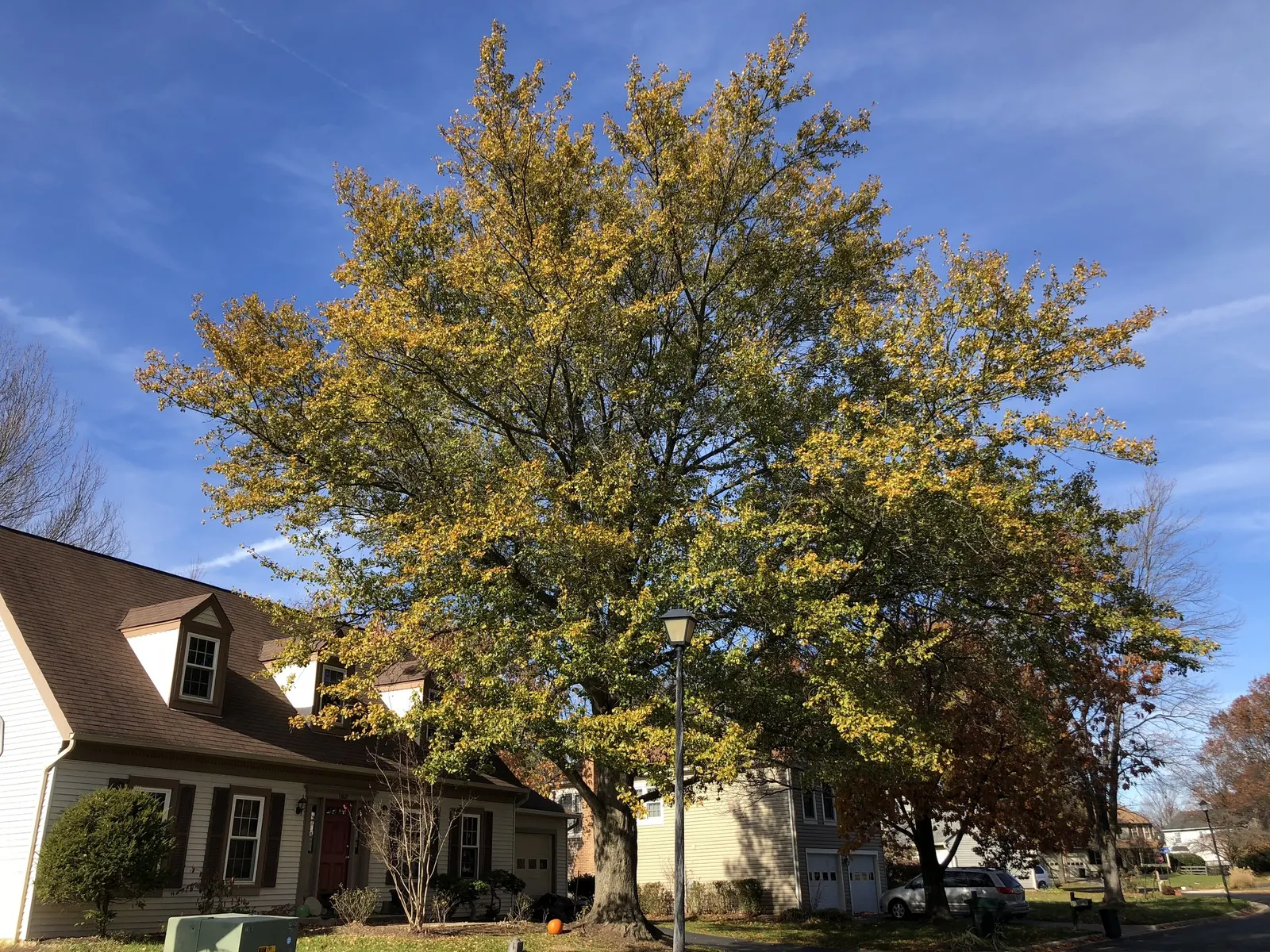 Water Oak (Quercus Nigra) — Its acorns provide wildlife sustenance