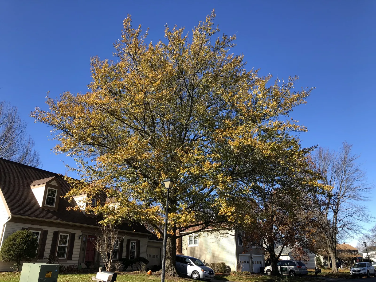 Water Oak (Quercus Nigra) — is a sturdy deciduous tree renowned for its adaptability and rapid growth