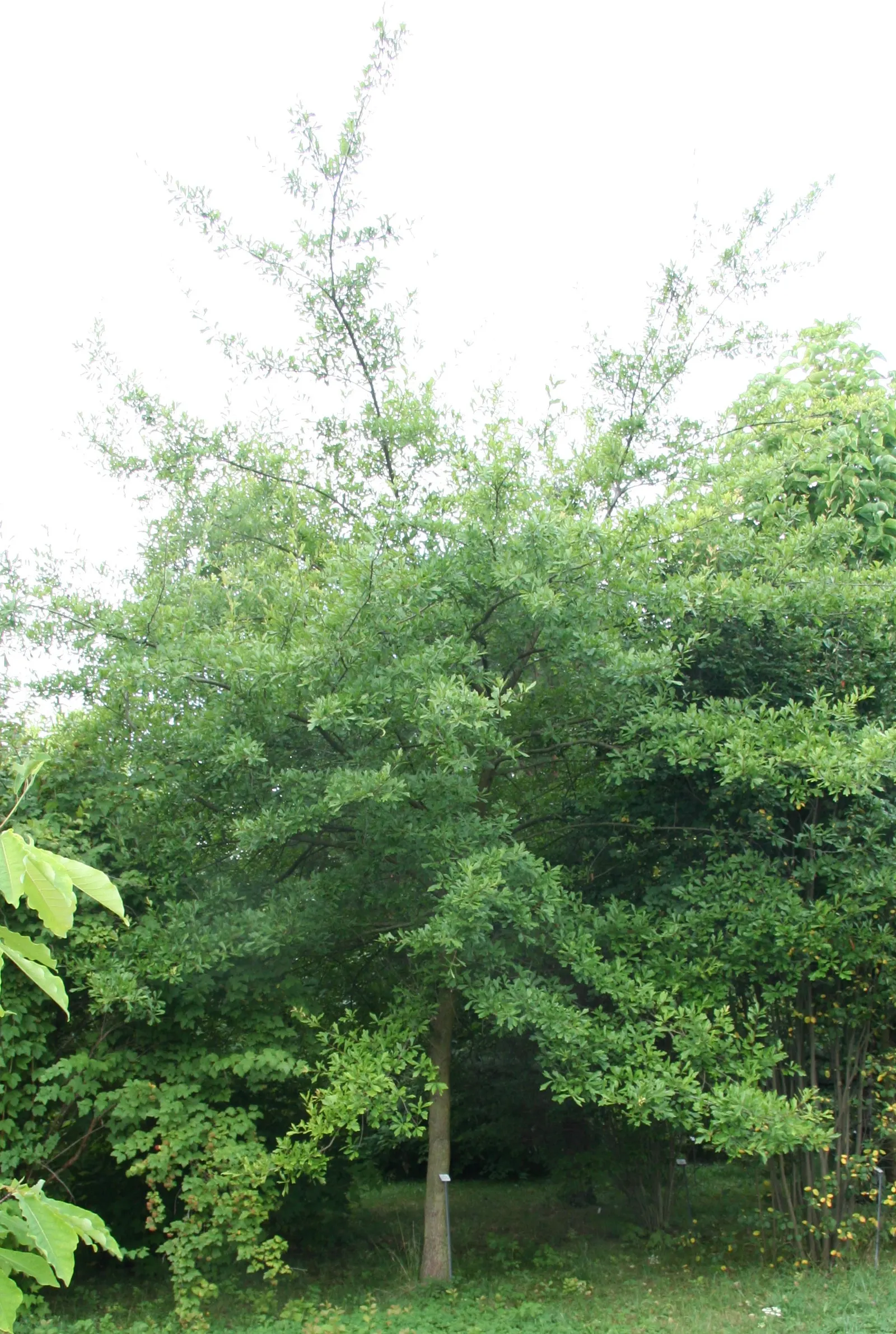 Water Oak (Quercus Nigra) — Quercus nigra, commonly known as Water Oak, is a fast-growing deciduous hardwood; it thrives in USDA zones 6-9