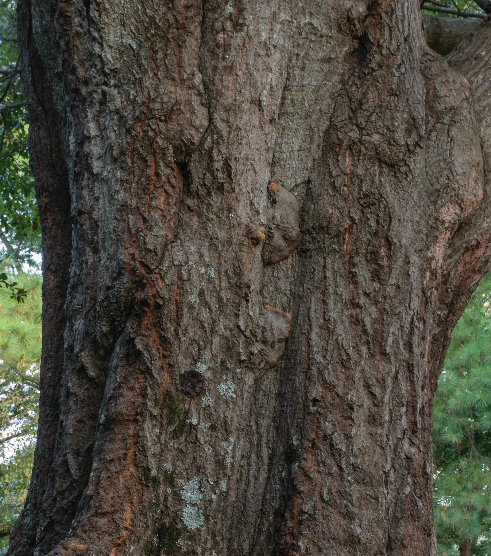 Water Oak (Quercus Nigra) — it thrives in USDA zones 6-9