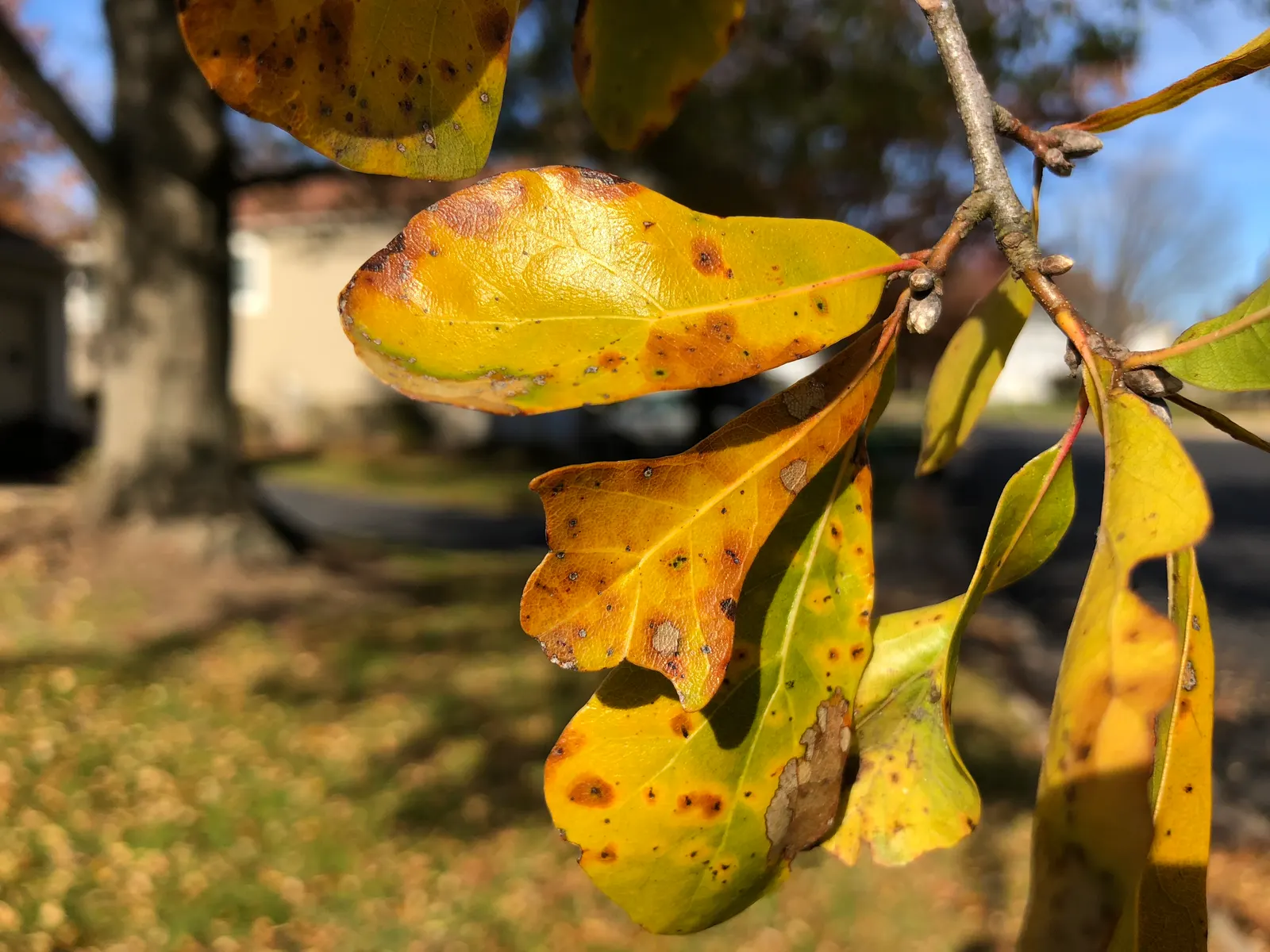 Water Oak (Quercus Nigra) — Its trunk diameter regularly spans 24 to 36 inches, a testament to its robust nature