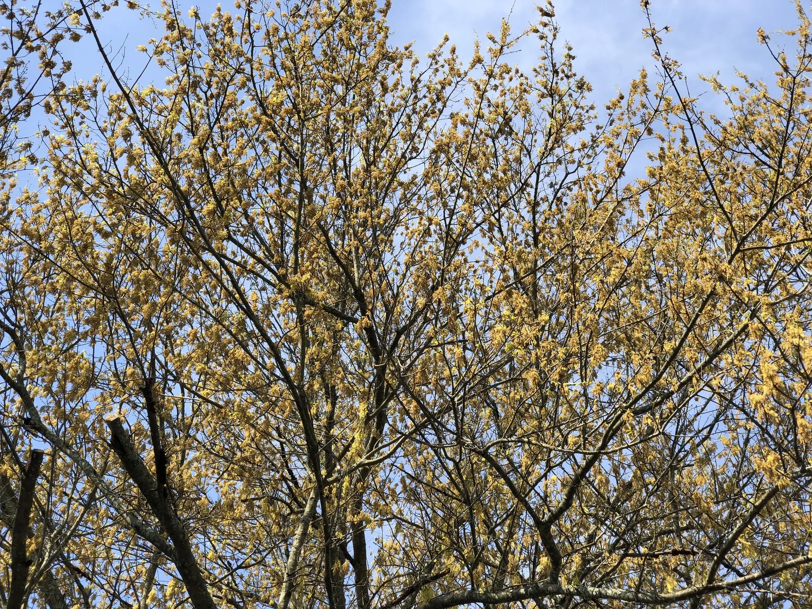 Water Oak (Quercus Nigra) — This oak commonly reaches heights of 50 to 80 feet with a canopy spread up to 60 feet; a brief yet charming display.<br><br>For the