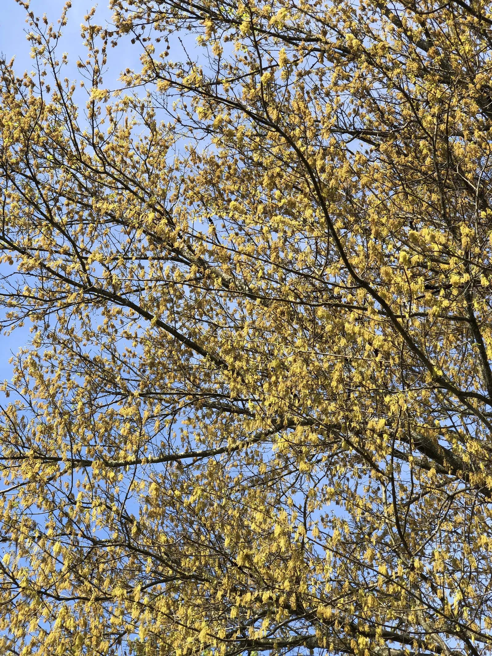 Water Oak (Quercus Nigra) — Adaptable to wet and dry soils