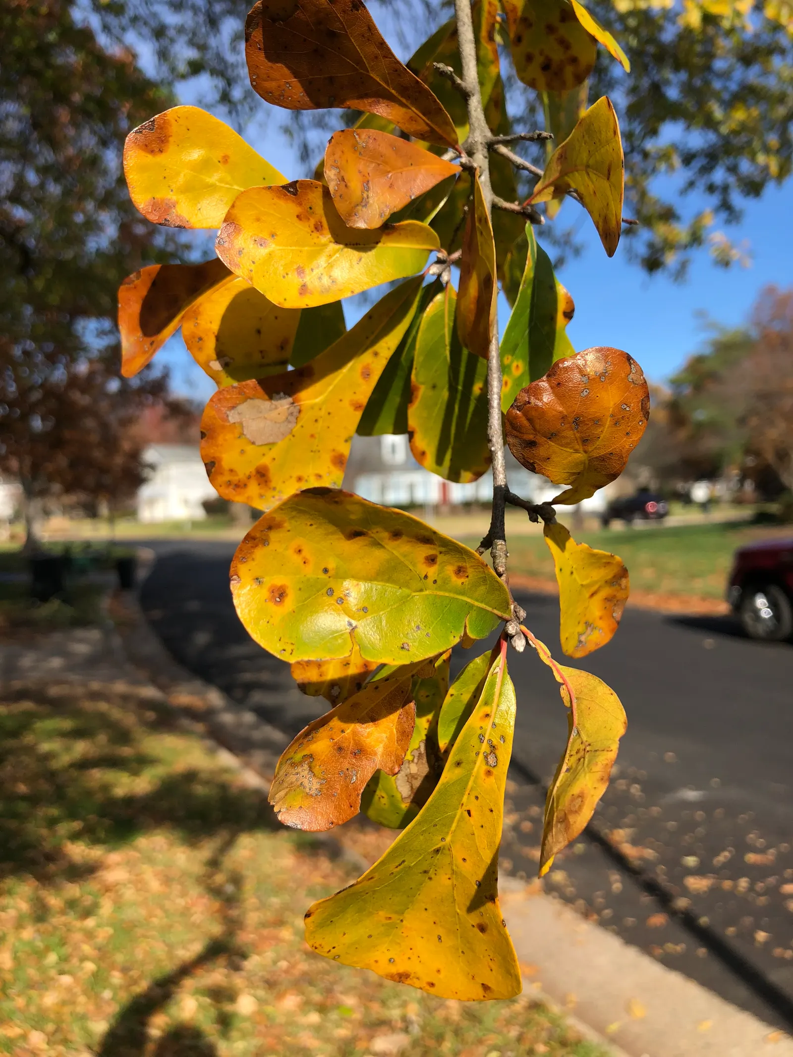 Water Oak (Quercus Nigra) — making it a substantial addition to any landscape design