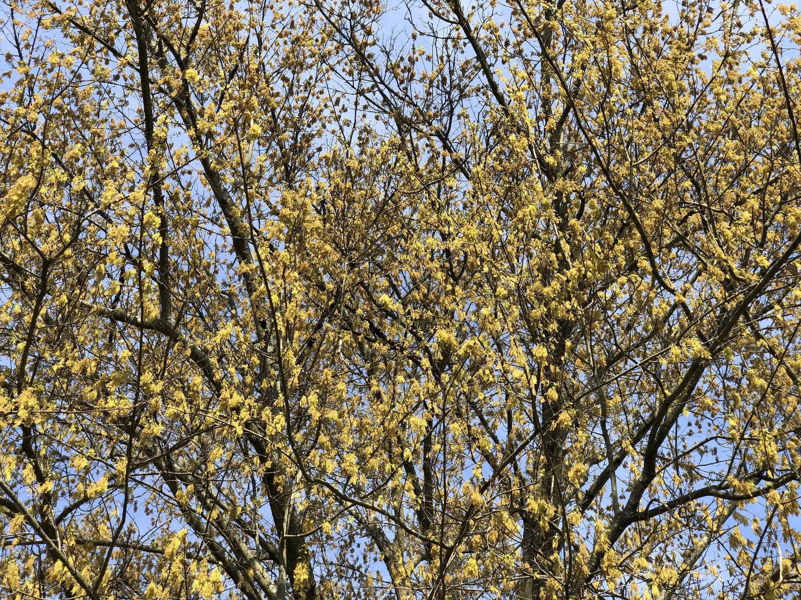 Water Oak (Quercus Nigra) — is a sturdy deciduous tree renowned for its adaptability and rapid growth; its trunk diameter regularly spans 24 to 36 inches, a
