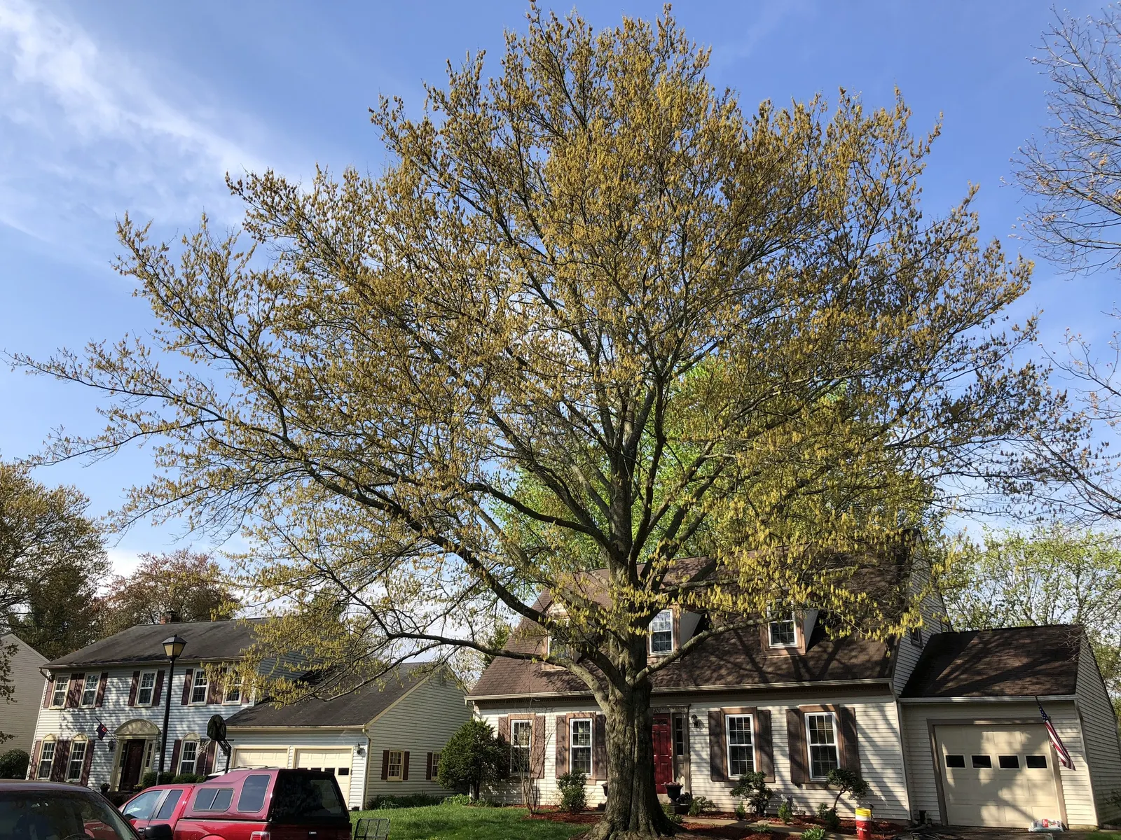Water Oak (Quercus Nigra) — making it a substantial addition to any landscape design; it features a broad, rounded canopy with smooth-edged, spatula-shaped