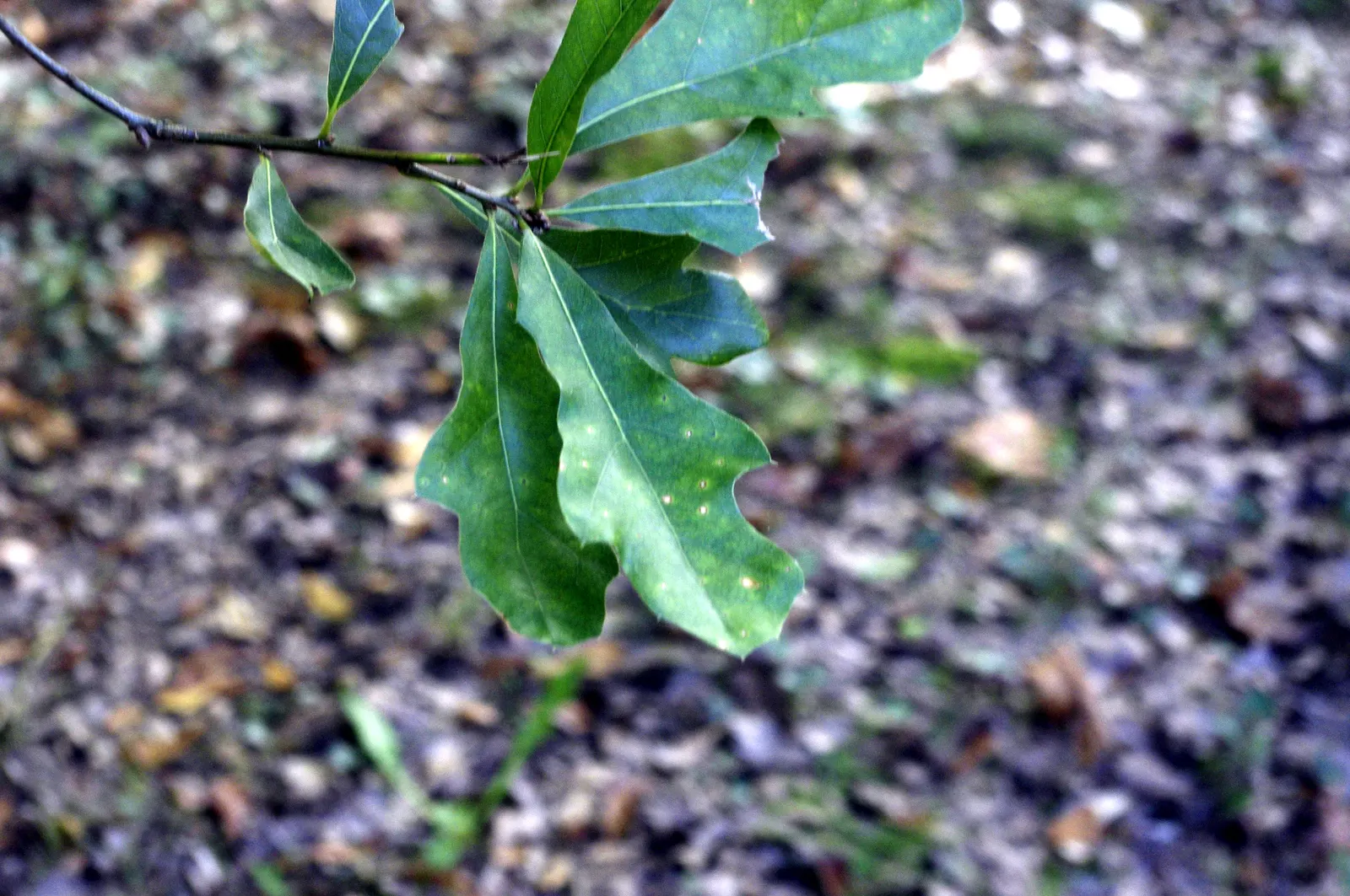 Water Oak (Quercus Nigra) — Ideal for large landscapes, it requires space to accommodate its expansive root system; serve as a valuable food source for local