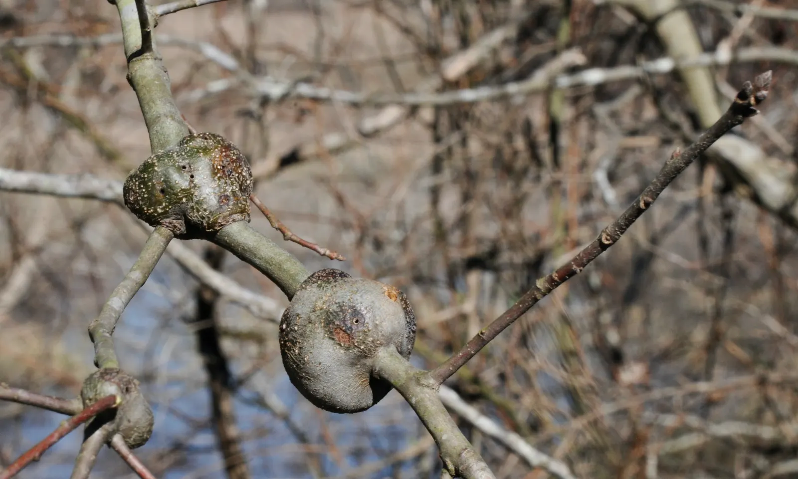 Water Oak (Quercus Nigra) — It features a broad, rounded canopy with smooth-edged, spatula-shaped leaves that turn yellow-brown in fall; making it a