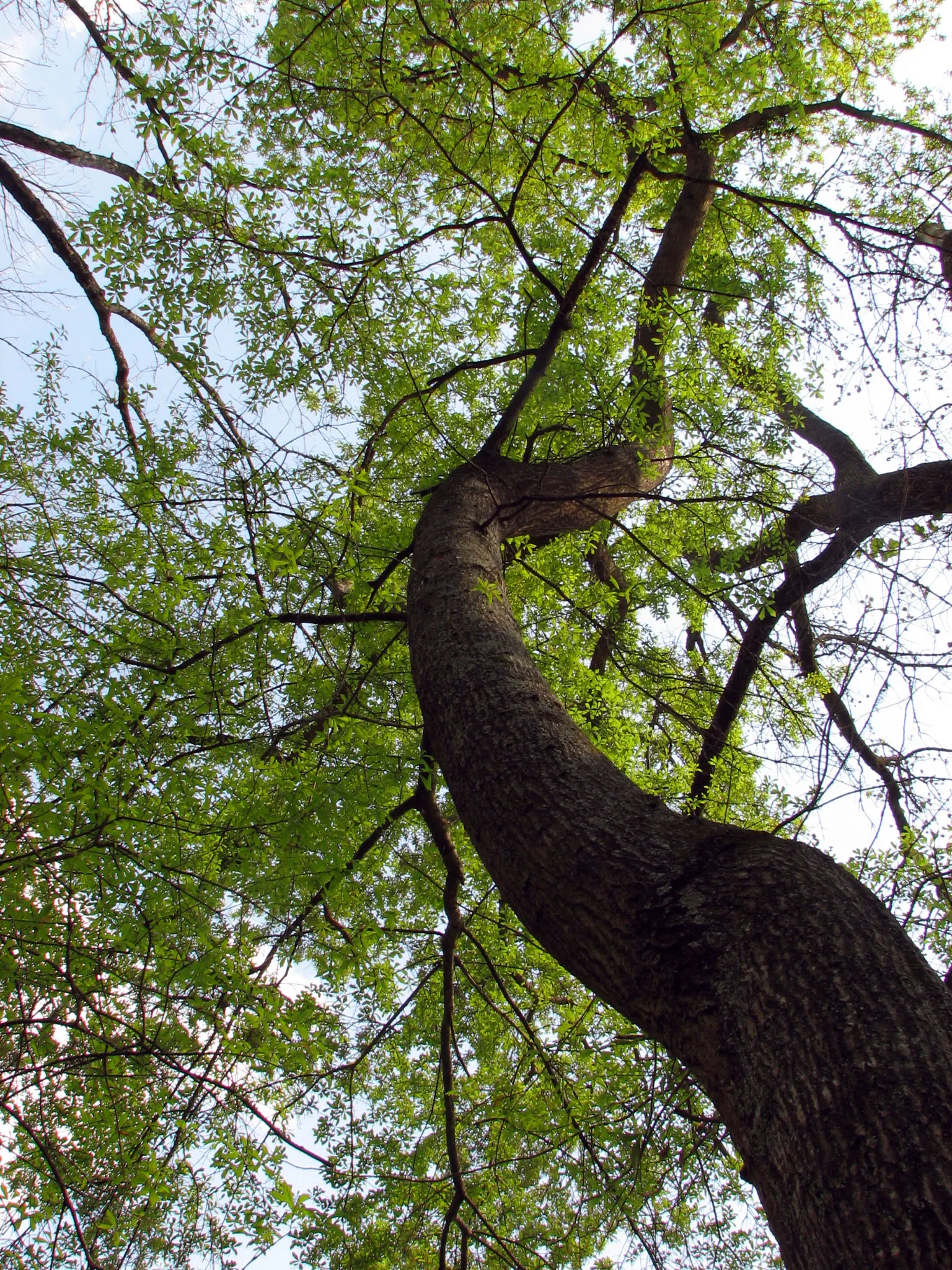 Water Oak (Quercus Nigra) — However, be mindful of its tendency to drop limbs as it matures, which may require some maintenance