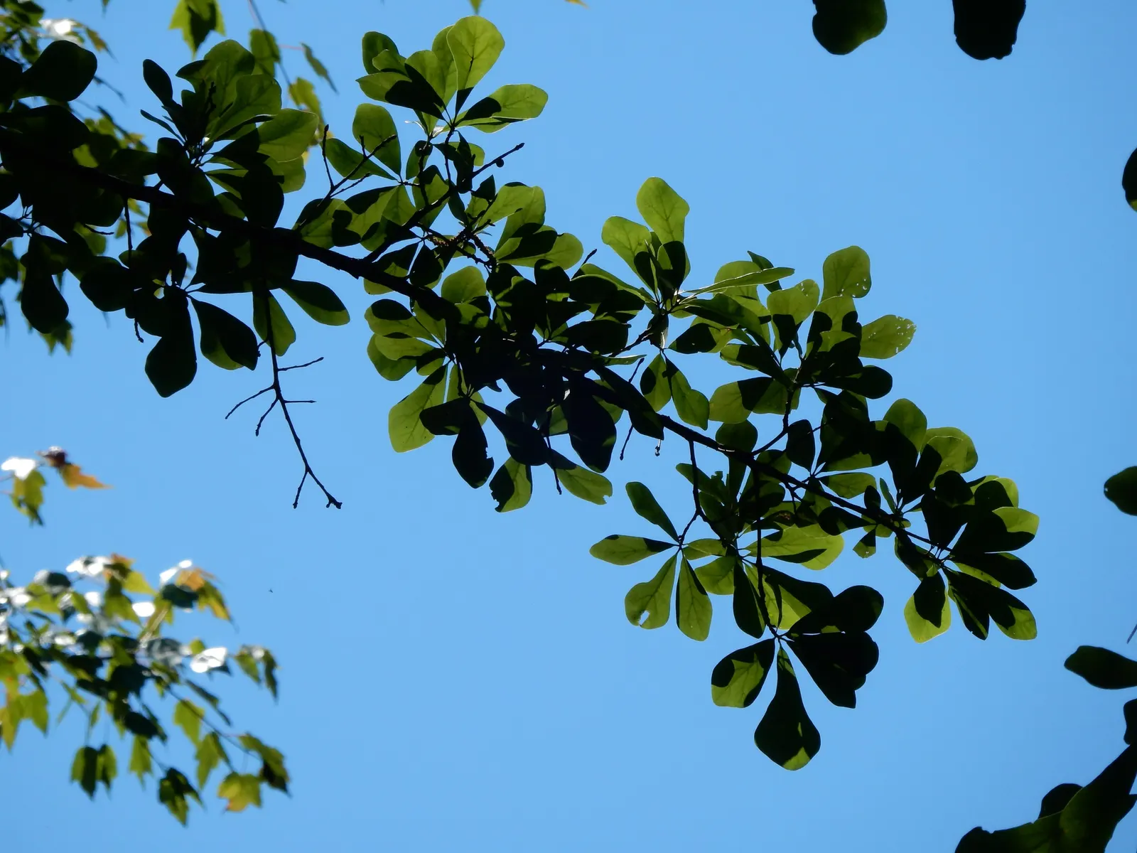 Water Oak (Quercus Nigra) — scientific name Quercus nigra; reaching 50-80 feet high with a spread of 40-60 feet at maturity