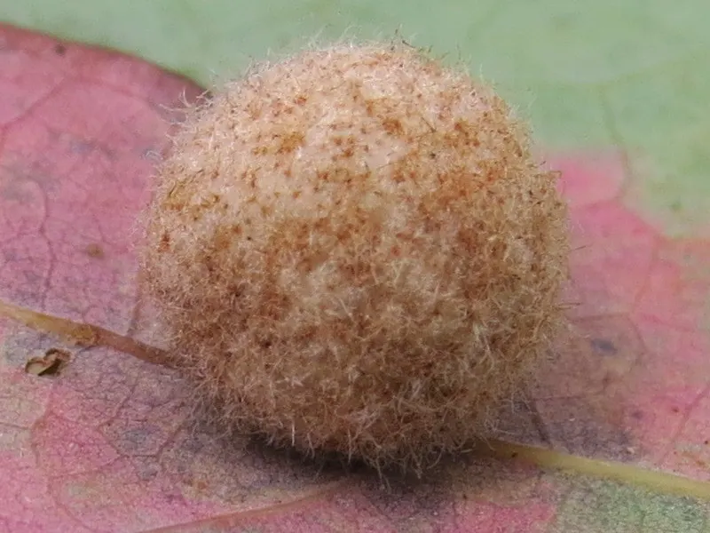 Water Oak (Quercus Nigra) — which are roughly 0.5 inches long