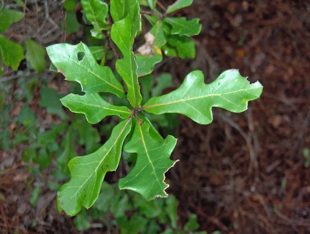 Water Oak (Quercus Nigra) — This species flaunts a rounded to broadly oval silhouette