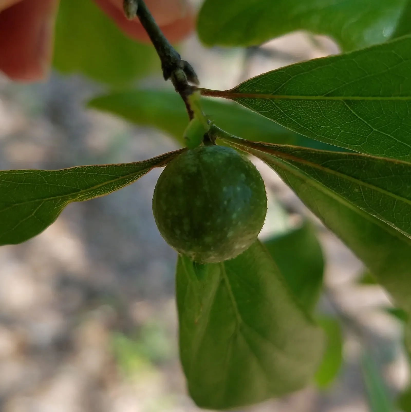 Water Oak (Quercus Nigra) — tree for full or half