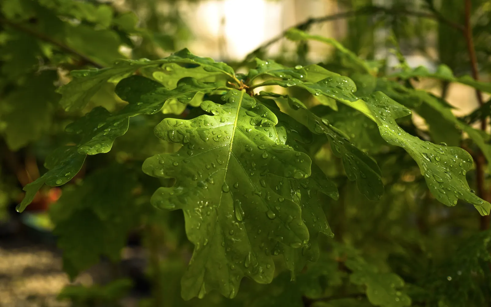 Water Oak (Quercus Nigra) — Its acorns provide wildlife sustenance; the Water Oak thrives in full sun to partial shade and is tolerant of various soil